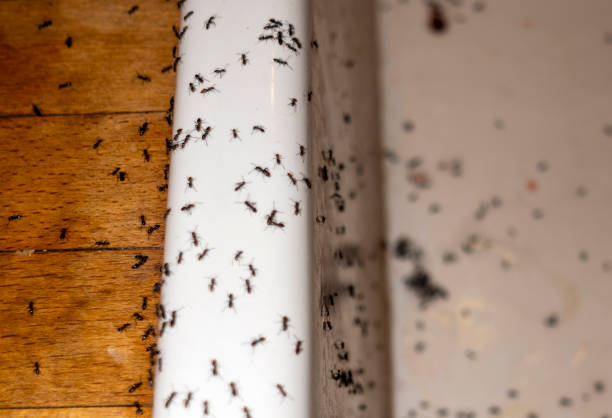 Best Pest Control Near Me in Helena Valley West Central, MT
